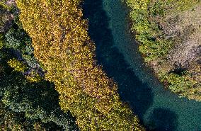 Wutong Trees With All Leaves Turning Yellow in Guiyang