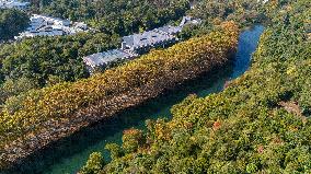 Wutong Trees With All Leaves Turning Yellow in Guiyang