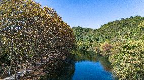 Wutong Trees With All Leaves Turning Yellow in Guiyang