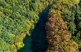 Wutong Trees With All Leaves Turning Yellow in Guiyang