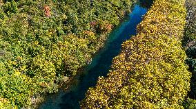 Wutong Trees With All Leaves Turning Yellow in Guiyang