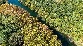 Wutong Trees With All Leaves Turning Yellow in Guiyang