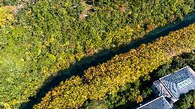 Wutong Trees With All Leaves Turning Yellow in Guiyang