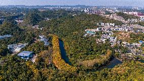 Wutong Trees With All Leaves Turning Yellow in Guiyang