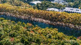 Wutong Trees With All Leaves Turning Yellow in Guiyang