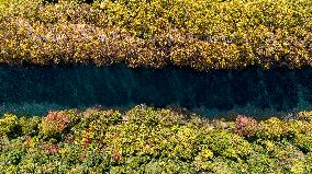 Wutong Trees With All Leaves Turning Yellow in Guiyang