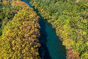 Wutong Trees With All Leaves Turning Yellow in Guiyang