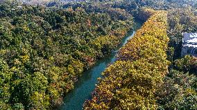 Wutong Trees With All Leaves Turning Yellow in Guiyang