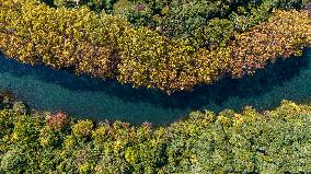 Wutong Trees With All Leaves Turning Yellow in Guiyang