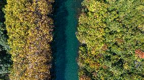 Wutong Trees With All Leaves Turning Yellow in Guiyang