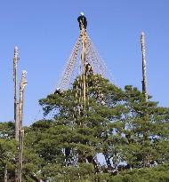 Tree protection work at Kanazawa garden