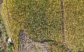 Late Rice Harvest in Zixing