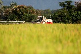 Late Rice Harvest in Zixing