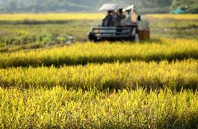 Late Rice Harvest in Zixing