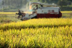 Late Rice Harvest in Zixing