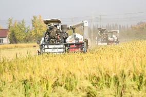 Late Rice Harvest in Huzhou