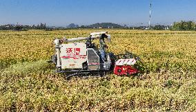 Late Rice Harvest in Huzhou