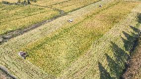 Late Rice Harvest in Huzhou