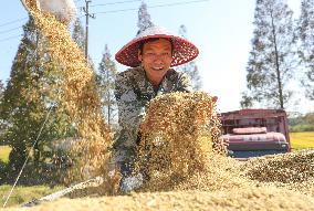 Late Rice Harvest in Huzhou