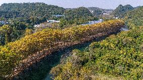 Wutong Trees With All Leaves Turning Yellow in Guiyang