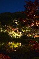 Kyoto temple's special light-up for autumn foliage