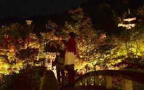 Kyoto temple's special light-up for autumn foliage