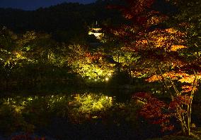 Kyoto temple's special light-up for autumn foliage