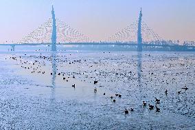 Migratory Birds Gather At Yangtze River in Rugao