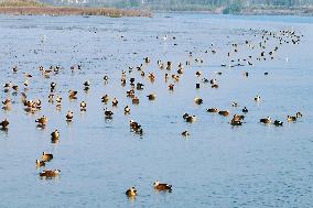 Migratory Birds Gather At Yangtze River in Rugao