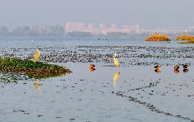 Migratory Birds Gather At Yangtze River in Rugao