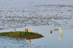 Migratory Birds Gather At Yangtze River in Rugao