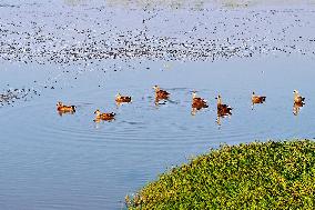 Migratory Birds Gather At Yangtze River in Rugao