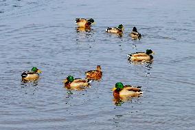 Migratory Birds Gather At Yangtze River in Rugao