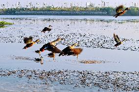 Migratory Birds Gather At Yangtze River in Rugao