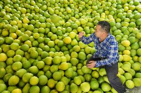 Glutinous Rice Pomelo Harvest in Liuzhou