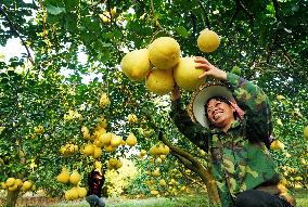 Glutinous Rice Pomelo Harvest in Liuzhou