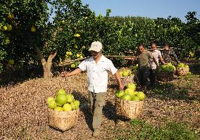 Glutinous Rice Pomelo Harvest in Liuzhou