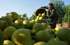 Glutinous Rice Pomelo Harvest in Liuzhou