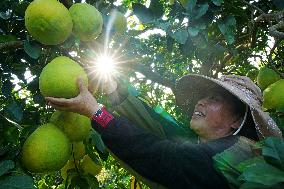 Glutinous Rice Pomelo Harvest in Liuzhou