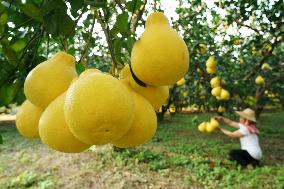 Glutinous Rice Pomelo Harvest in Liuzhou