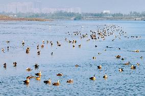 Migratory Birds Gather At Yangtze River in Rugao