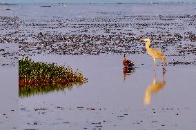 Migratory Birds Gather At Yangtze River in Rugao