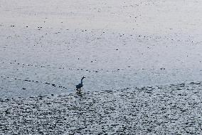Migratory Birds Gather At Yangtze River in Rugao