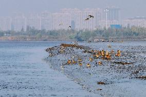 Migratory Birds Gather At Yangtze River in Rugao