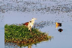 Migratory Birds Gather At Yangtze River in Rugao