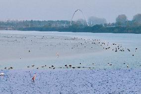 Migratory Birds Gather At Yangtze River in Rugao