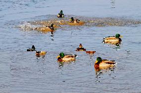 Migratory Birds Gather At Yangtze River in Rugao