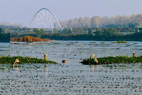 Migratory Birds Gather At Yangtze River in Rugao