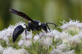 Four-toothed Mason Wasp