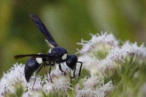 Four-toothed Mason Wasp